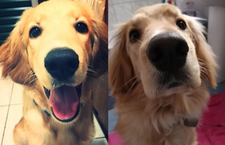 Η ζωή πριν και μετά πάρεις σκύλο! 