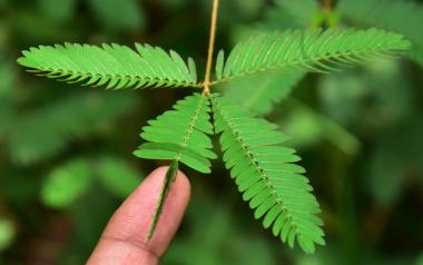 Mimosa pudica, το ευαίσθητο φυτό, δείτε την ομορφιά που υπάρχει γύρω μας