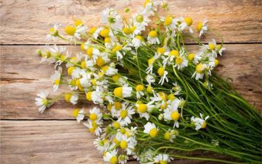 Δεν φαντάζεσθε τι μας προσφέρει το χαμομήλι με τις ευεργετικές του ιδιότητες