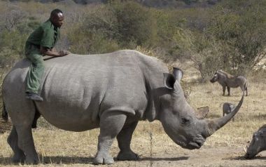 Κένυα: Πέθανε Ο Τελευταίος Αρσενικός Λευκός Ρινόκερος Του Βορρά
