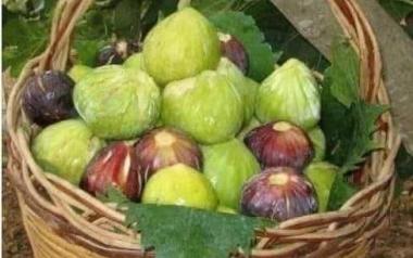 Σύκα, από τα ωραιότερα φρούτα