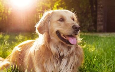 Το φάντασμα του σκύλου