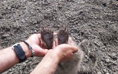 Η μαμά-αρκούδα έθαψε τα δύο μικρά της στην Καστοριά – Τι λένε οι επιστήμονες