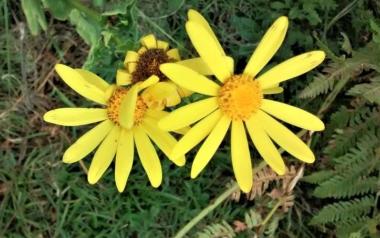 Άρνικα (arnica montana): Μια μαργαρίτα που μας θεραπεύει