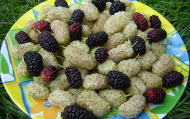 Άσπρα, μπλε, μαύρα, κόκκινα μούρα, ποια είναι πιο νόστιμα;