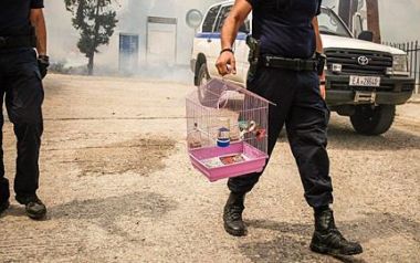 Πώς μπορείτε να βοηθήσετε τα πληγωμένα από τις πυρκαγιές ζώα