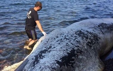 Νεκρή φάλαινα 9 μέτρων ξεβράστηκε στη Σαντορίνη