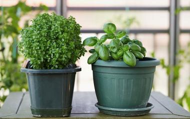 Επτά φυτά που διώχνουν τα κουνούπια... 