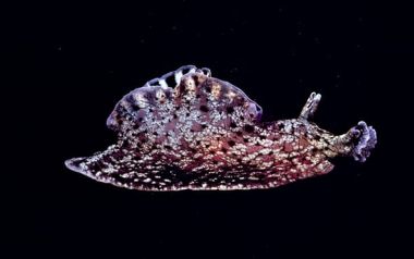 Για πρώτη φορά επιστήμονες μετέφεραν αναμνήσεις από το ένα ζώο στο άλλο