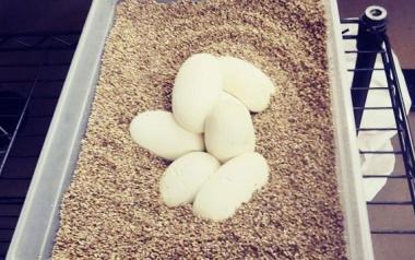 ΗΠΑ: Βασιλικός πύθωνας γέννησε 7 αυγά χωρίς να έχει βρεθεί με αρσενικό για πολλά χρόνια