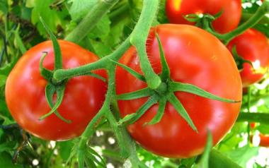 Πώς να καλλιεργήσετε ντομάτες χρησιμοποιώντας μόλις 4 φέτες και λίγο χώμα