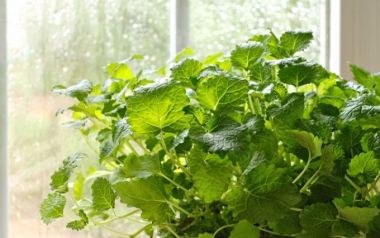 Πώς να διώξω τα κουνούπια με φυσικό τρόπο