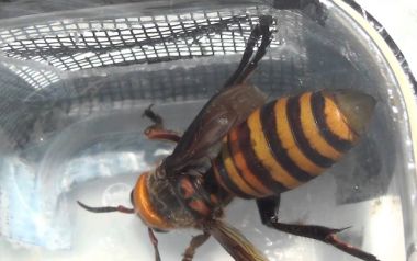 Ανησυχία για την τεράστια ασιατική σφήκα δολοφόνο "Vespa mandarinia" έφτασε στις ΗΠΑ