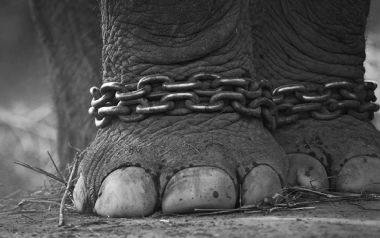 «O αλυσοδεμένος ελέφαντας του Χόρχε Μπουκάι» – Ιστορία με νόημα