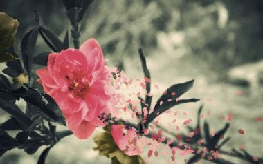 Οδυσσέας Ελύτης: Άνοιξη χνούδι περιστέρας,  Άνοιξη σκόνη μυριόχρωμη...