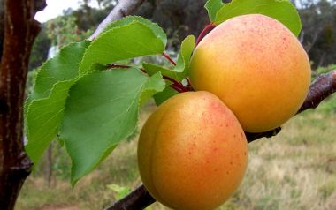 Η διατροφική αξία και τα οφέλη για την υγεία που έχουν τα Βερίκοκα