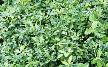 5 βότανα και μπαχαρικά που ελέγχουν την χοληστερόλη