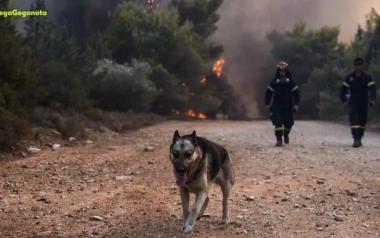 Ανυπολόγιστες απώλειες σε άγρια και οικόσιτα ζώα από τις φωτιές