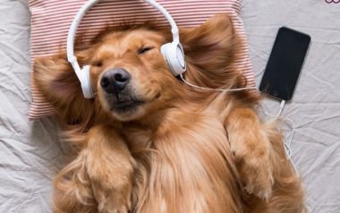 10 τραγούδια για σκύλους