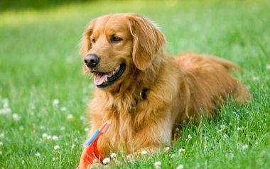 Ζώδια: Ποια ράτσα σκύλου ταιριάζει σε κάθε ζώδιο;  