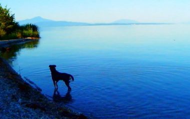 Βραβείο κριτικών στην  ταινία του Goddar, Goodbye to Language