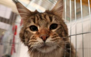 Κοροναϊός: Ένας γάτος είναι το πρώτο κατοικίδιο που μολύνθηκε στη Βρετανία