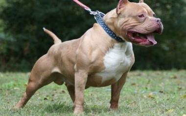  Εύβοια: Του επιτέθηκε πίτμπουλ ενώ κοιμόταν – Παλεύει για τη ζωή του