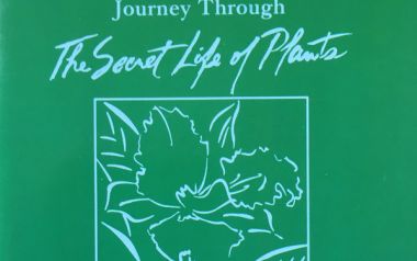 Stevie Wonder - Send one your love (1979)