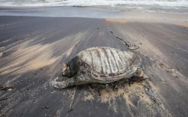 Οικολογική καταστροφή στη Σρι Λάνκα: Εκατοντάδες θαλάσσιες χελώνες ξεβράζονται νεκρές