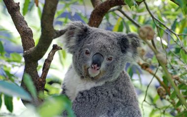 Από την πείνα πεθαίνουν τα Koala στην Αυστραλία 