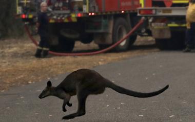 Τρία δισεκατομμύρια ζώα σκοτώθηκαν στις  πυρκαγιές που έπληξαν το 2019-2020 την Αυστραλία 