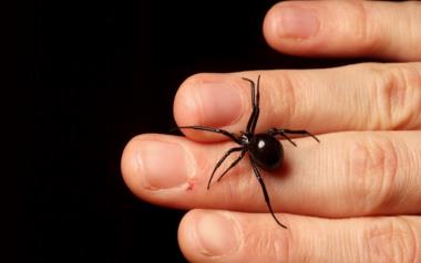 Απίστευτο περιστατικό: Αράχνη "μαύρη χήρα" τσίμπησε βρέφος μόλις 10 μηνών