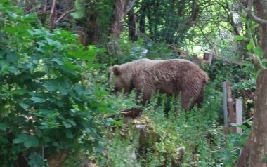 Αρκούδα ζει εδώ και ένα μήνα μαζί με τους κατοίκους στο Μικρό Πάπιγκο στην Πίνδο