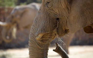 Είμαστε αξιολύπητα όντα: Παγκόσμια οργή και κατακραυγή για την έγκυο ελεφαντίνα που την τάισαν κροτίδα