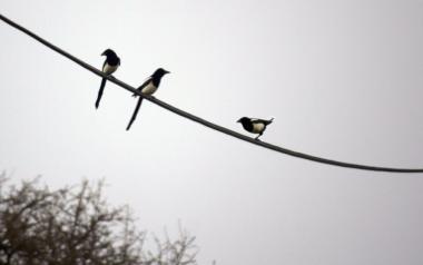Τρία πουλάκια κάθονται...