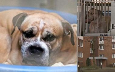 Σκύλος σκότωσε τους ιδιοκτήτες του και χιλιάδες άνθρωποι δεν θέλουν να θανατωθεί