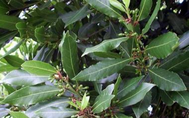 Να χρησιμοποιούμε φύλλα δάφνης στις συνταγές μας;