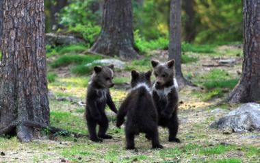 Η εποχή που στην Ελλάδα η μουσική ήταν για να χορεύουν οι αρκούδες πέρασε
