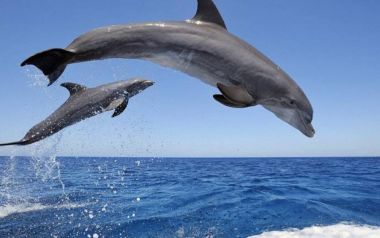 Ποιοι δολοφονούν τα δελφίνια στο Αιγαίο;