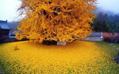 Δέντρο 1.400 ετών σκορπά στο έδαφος τα κατακίτρινα φύλλα του, δημιουργώντας ένα «χρυσό ωκεανό»