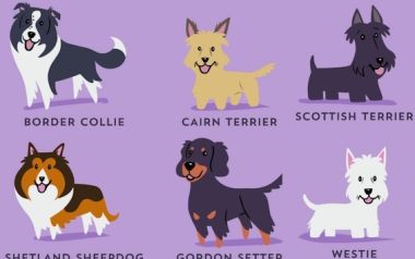 192 σκυλάκια ανά τον κόσμο, πάνω σε χαριτωμένα illustrations...