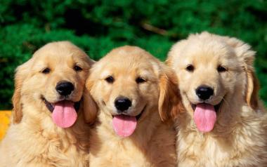 Μύθος το ότι ένα σκυλίσιο έτος ισοδυναμεί με επτά ανθρώπινα χρόνια