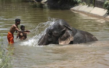 Είναι οι άνθρωποι τα πιο άκαρδα πλάσματα στον πλανήτη; Ινδία: Κατακραυγή για την έγκυο ελεφαντίνα που την τάισαν... κροτίδα