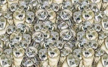 Εσείς μπορείτε να βρείτε τη γάτα ανάμεσα στις κουκουβάγιες;