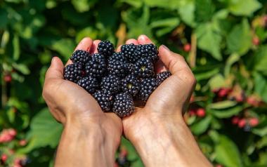 Ποια φρούτα περιέχουν τη λιγότερη ζάχαρη
