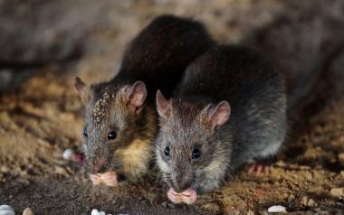 Aρουραίοι: Πεινασμένοι, επιθετικοί και γόνιμοι στους δρόμους των μεγαλουπόλεων