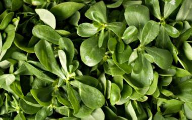 Γλιστρίδα: Ένα θεραπευτικό φυτό με ιστορία 2.000 ετών