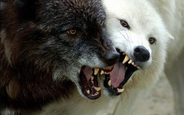 Η μάχη στην ψυχή του ανθρώπου (οι δυο λύκοι) - Διδακτική ιστορία