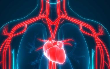 Λίπος στην καρδιά: Ποιες τροφές πρέπει να αποφεύγετε