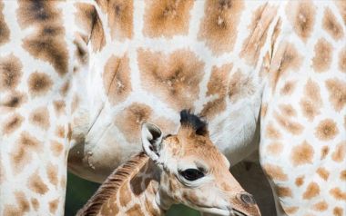 Οι καμηλοπαρδάλεις στη λίστα των ειδών που απειλούνται με εξαφάνιση